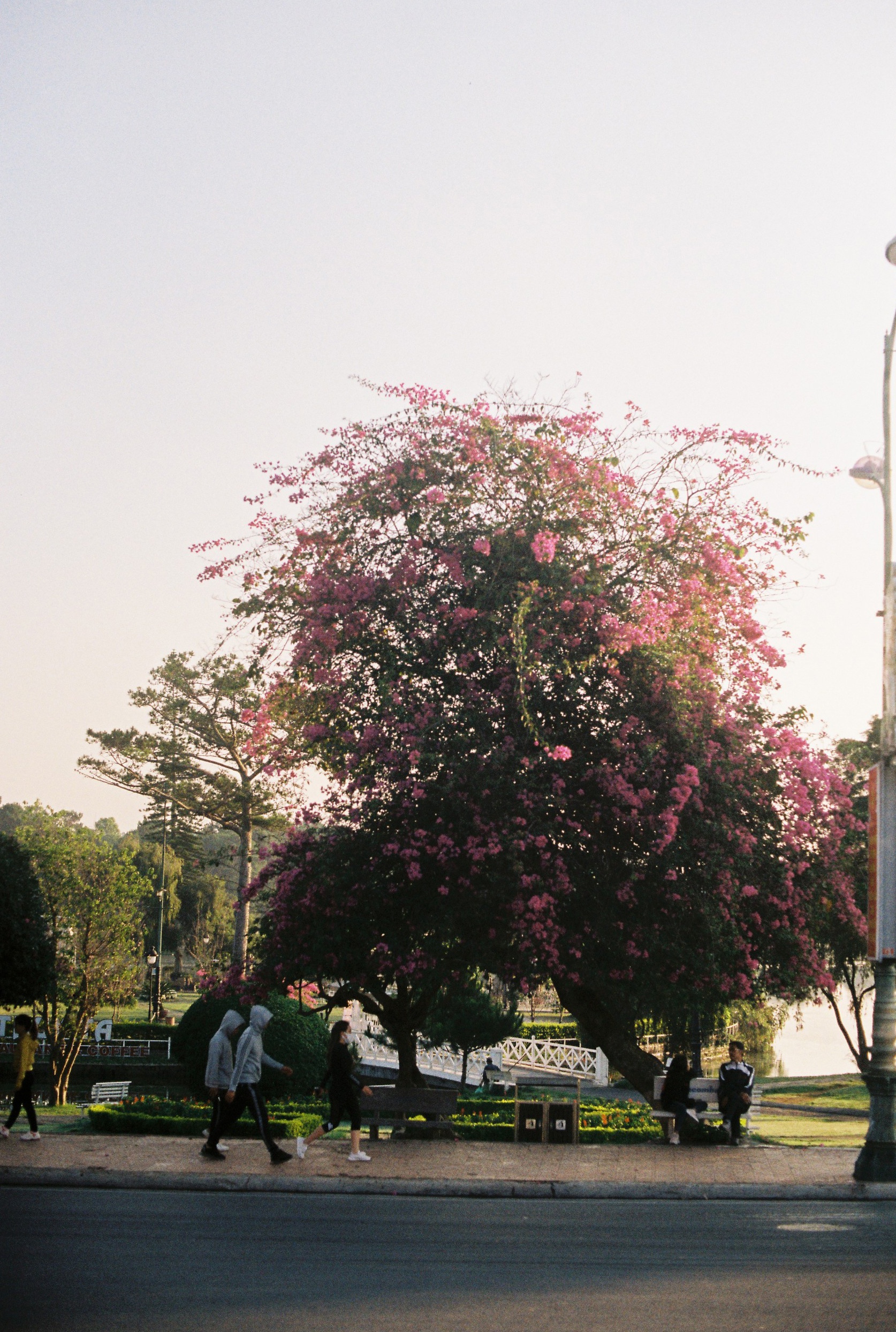 Da Lat cuoi thang 3 yen binh nhu nhung ngay xua cu hinh anh 19 579217533aaec1f098bf.jpg