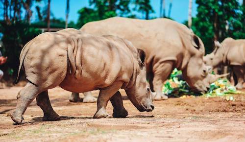 Theo bác sĩ và nhân viên chăm sóc động vật ở Vinpearl Safari, tỷ lệ sinh con của tê giác trắng Châu Phi ghi nhận tại các công viên bảo tồn vì trong thời gian mang thai có nhiều rủi ro, cần chăm sóc kỹ lưỡng. Việc ghép cặp, giao phối đòi hỏi kỹ thuật và hỗ trợ tâm lý đặc biệt từ đội ngũ chuyên gia.