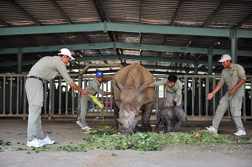 Cá thể tê giác Winnie ra đời khỏe mạnh cho thấy Vinpearl Safari có môi trường sống phù hợp để tê giác sinh trưởng, duy trì bản năng.