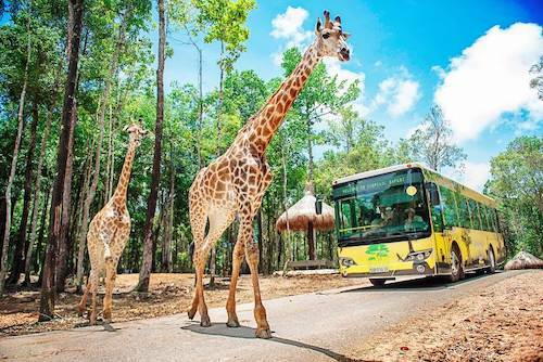 Vinpearl Safari có 3 cơ sở tại Phú Quốc, Nha Trang và Nam Hội An với 2 mô hình: Safari - công viên bán hoang dã và river safari - công viên du khảo trên sông. Toàn hệ thống Vinpearl Safari đang nuôi dưỡng 655 cá thể động vật sơ sinh, chăm sóc và bảo tồn gần 5.000 cá thể thuộc hơn 250 loài. Tháng 11/2019, Vinpearl Safari nhận chứng chỉ về đảm bảo điều kiện phúc trạng động vật của Hiệp Hội vườn thú Đông Nam Á - SEAZA Welfare Cercitification.