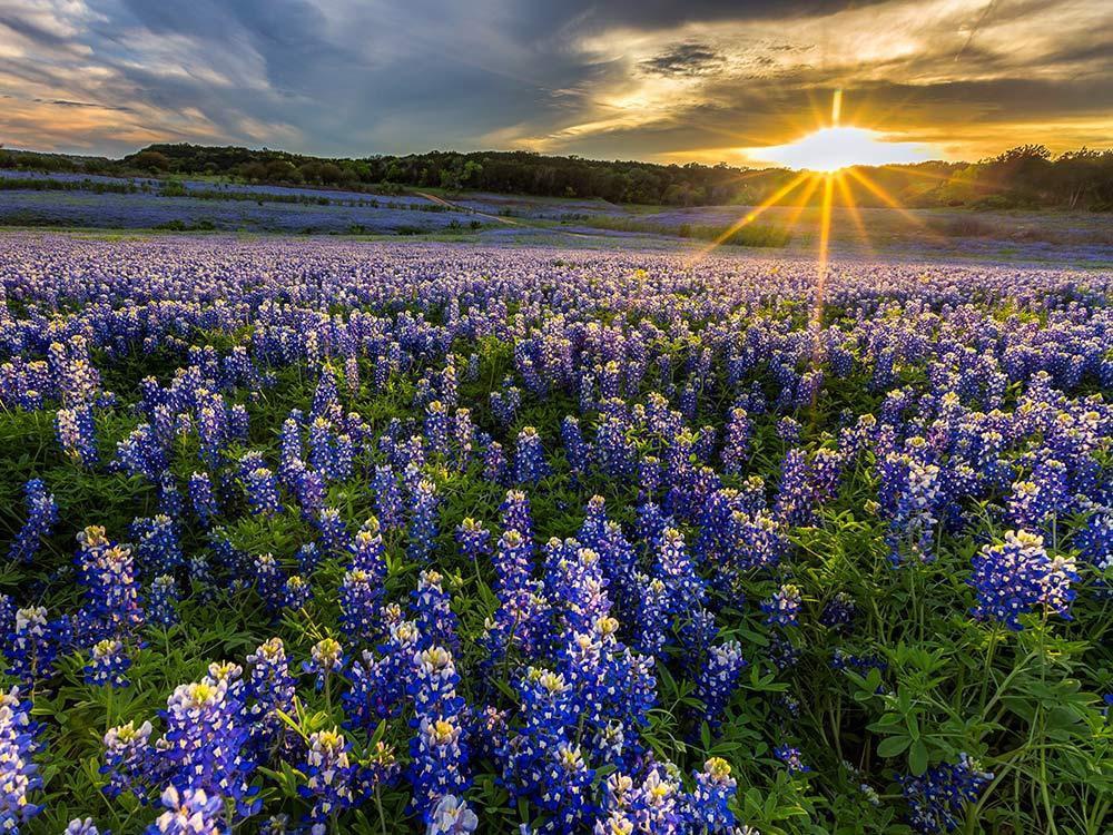 Nhung canh dong hoa ruc ro the gioi hinh anh 8 american_spring_destinations_texas.jpg