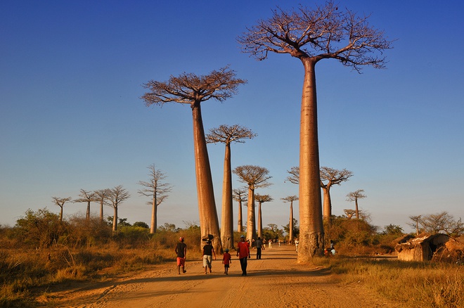 Dai lo cay baobab noi tieng nam o quoc gia nao? hinh anh 3