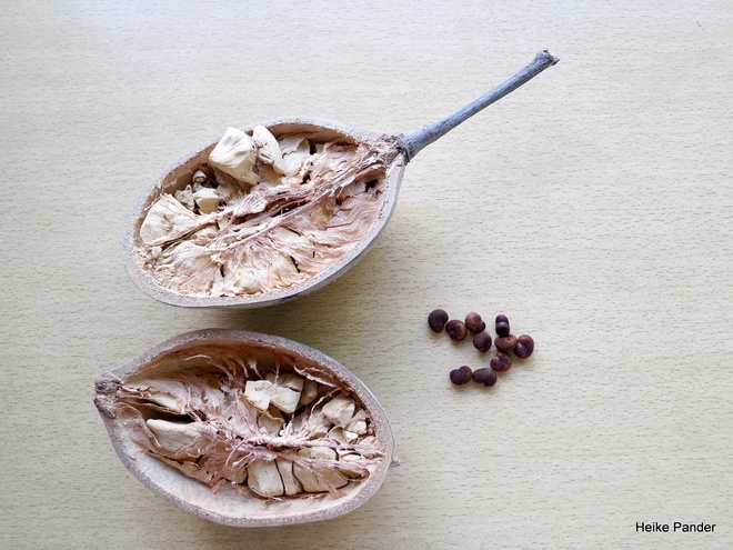 Dai lo cay baobab noi tieng nam o quoc gia nao? hinh anh 2
