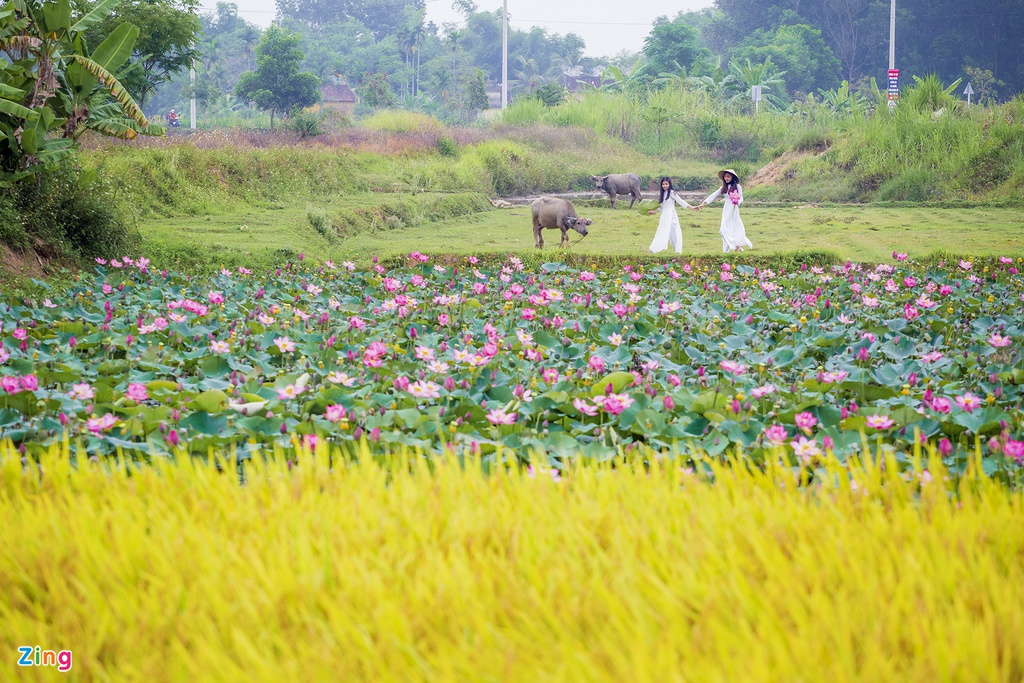 Mua sen tren dat Quang hinh anh 2 hoa_sen_zing12.jpg