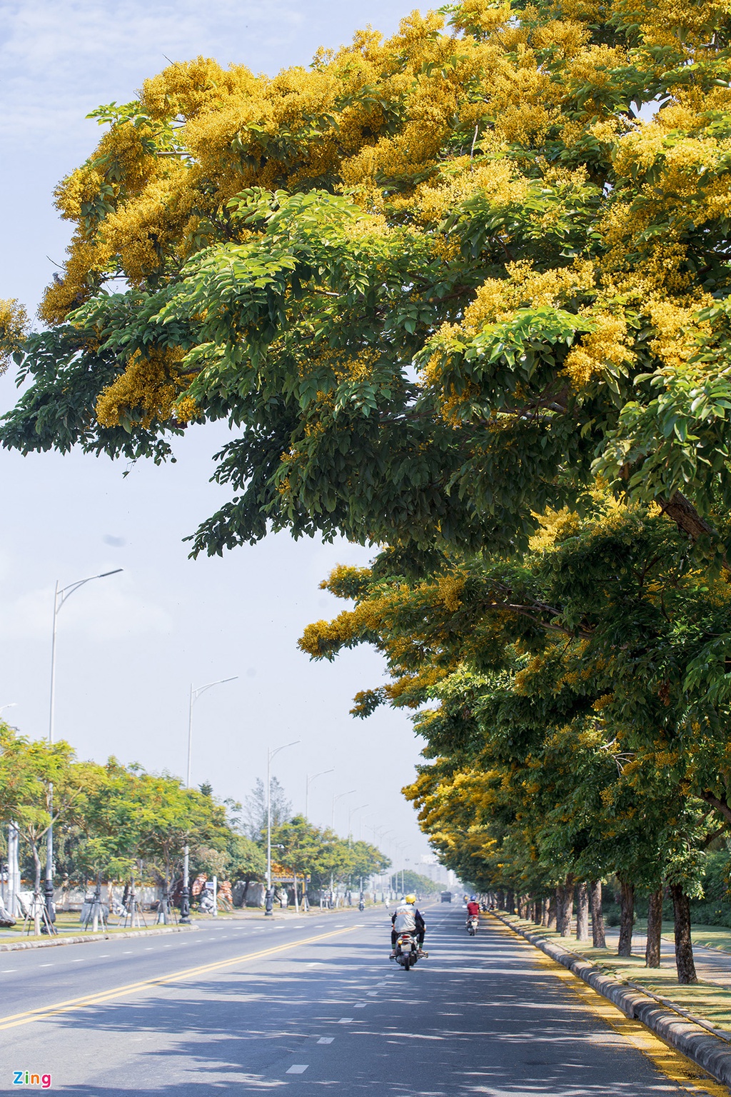 Mua hoa sua ruc vang o Da Nang hinh anh 8 hoa_sua_zing10.jpg