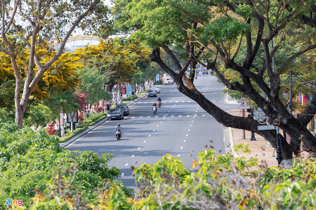 Mua hoa sua ruc vang o Da Nang hinh anh 2 hoa_sua_zing2.jpg