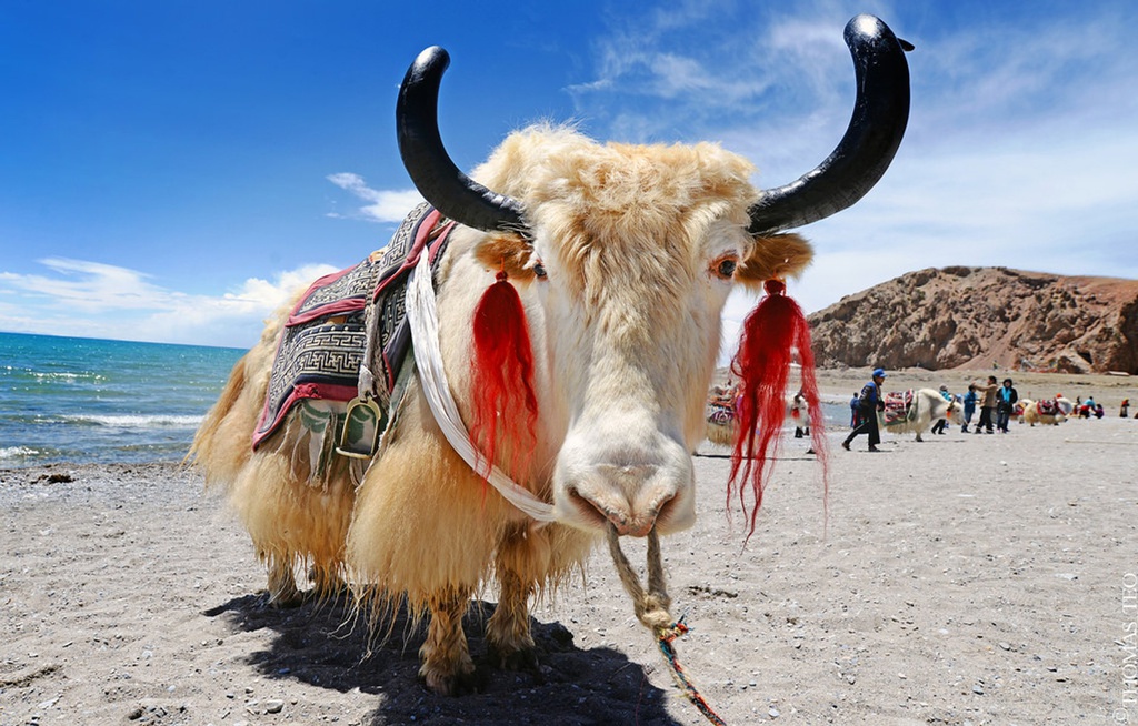 Loai bo bieu tuong Tay Tang nang 1.000 kg, chiu lanh am 40 do C hinh anh 8 tibet_yaks.jpg