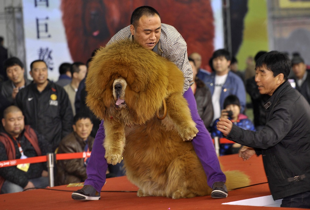 Giong cho gan voi huyen thoai giet ho nhung bi bo roi hang loat hinh anh 6 tibetan_mastiff_1.jpg