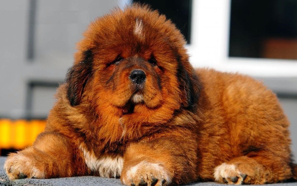 Giong cho gan voi huyen thoai giet ho nhung bi bo roi hang loat hinh anh 1 Tibetan_Mastiff_Puppy_Health_Tips.jpg