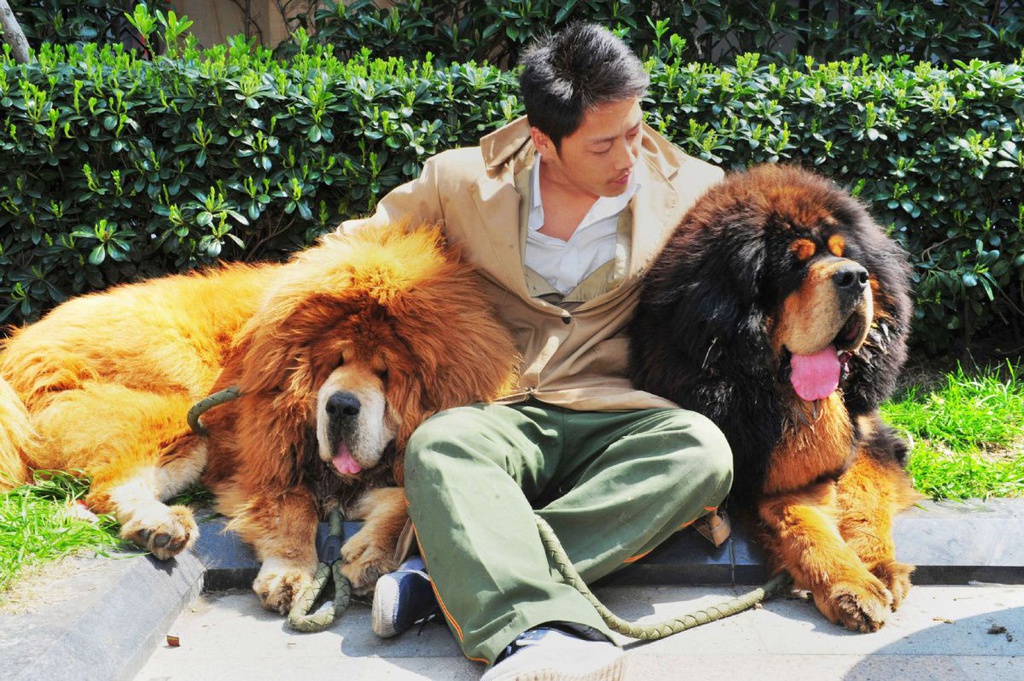 Giong cho gan voi huyen thoai giet ho nhung bi bo roi hang loat hinh anh 7 tibetan_mastiffs.jpg