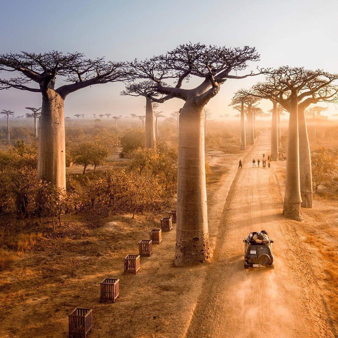 Đại lộ cây baobab nổi tiếng nằm ở quốc gia nào? Đại lộ cây baobab nổi tiếng nằm ở quốc gia nào?