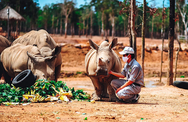 Vinpearl Safari chào đón tê giác thứ 3 chào đời - 4