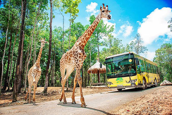 Vinpearl Safari chào đón tê giác thứ 3 chào đời - 9