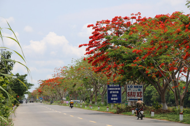 Đẹp ngỡ ngàng con đường hoa phượng đỏ rực ở miền Tây - 1