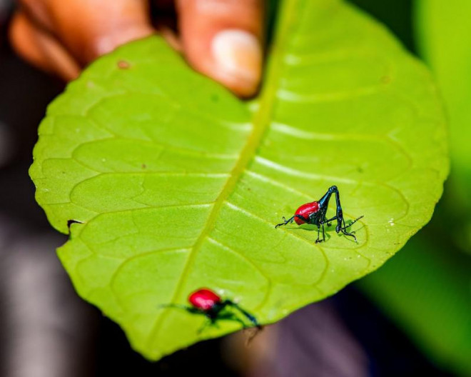 Những cảnh vật thiên nhiên lạ mắt chỉ có ở Madagascar - 2