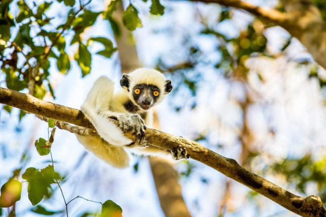 Những cảnh vật thiên nhiên lạ mắt chỉ có ở Madagascar - 9