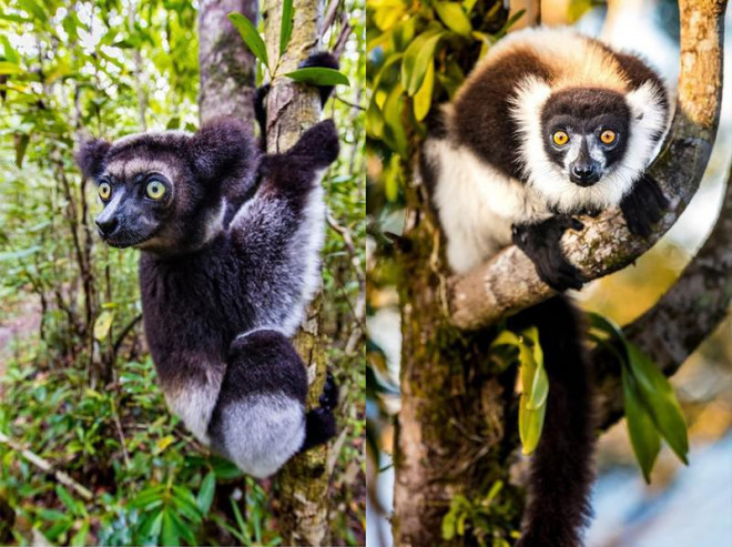 Những cảnh vật thiên nhiên lạ mắt chỉ có ở Madagascar - 10