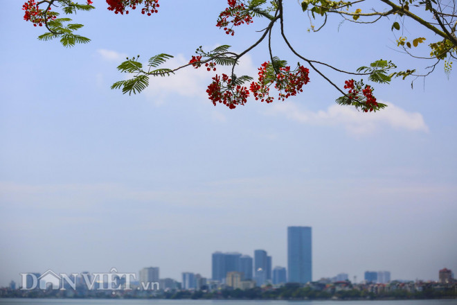 Mê mẩn ngắm loài hoa báo hiệu hè về nở đỏ rực góc trời Hà Nội - 2