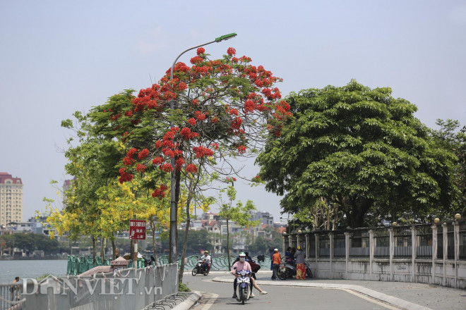 Mê mẩn ngắm loài hoa báo hiệu hè về nở đỏ rực góc trời Hà Nội - 1