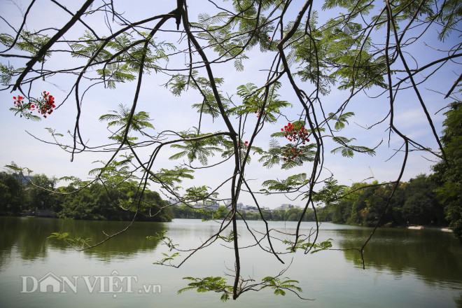 Mê mẩn ngắm loài hoa báo hiệu hè về nở đỏ rực góc trời Hà Nội - 4