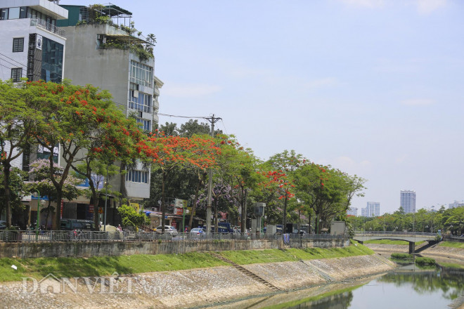 Mê mẩn ngắm loài hoa báo hiệu hè về nở đỏ rực góc trời Hà Nội - 8