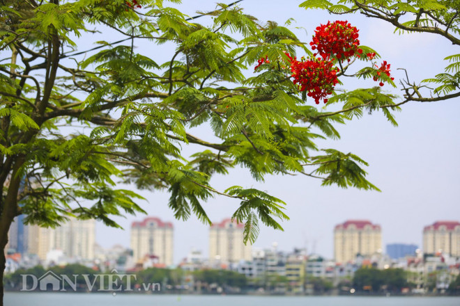 Mê mẩn ngắm loài hoa báo hiệu hè về nở đỏ rực góc trời Hà Nội - 10