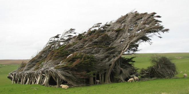 Vùng đất ở New Zealand nổi tiếng sở hữu loạt cây nghiêng ngả hình thù lạ kỳ - 2