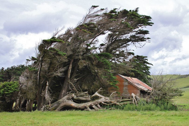 Vùng đất ở New Zealand nổi tiếng sở hữu loạt cây nghiêng ngả hình thù lạ kỳ - 4