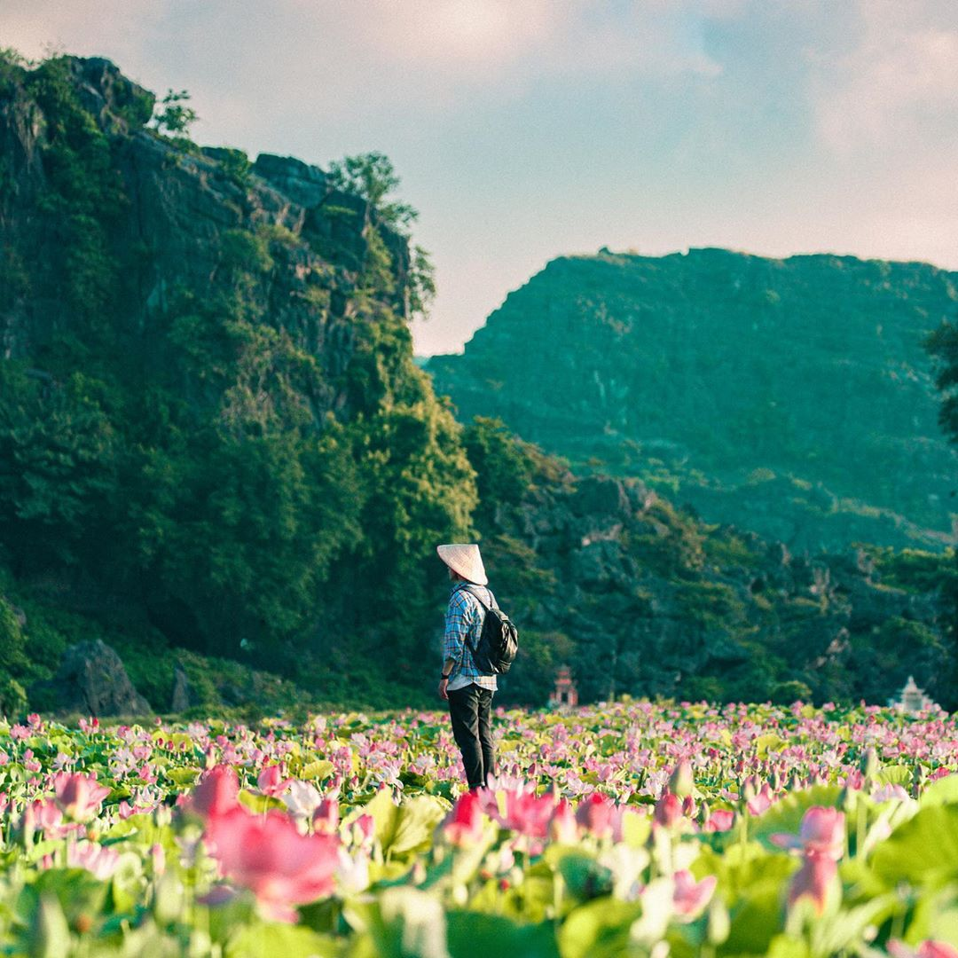 mua-sen-hang-mua-ninh-binh