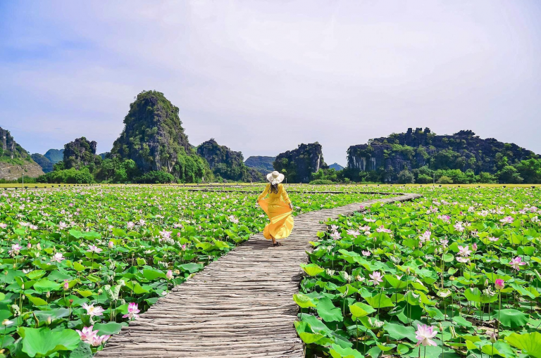 Tháng 6, ta có hẹn với Ninh Bình mùa sen nở rộ