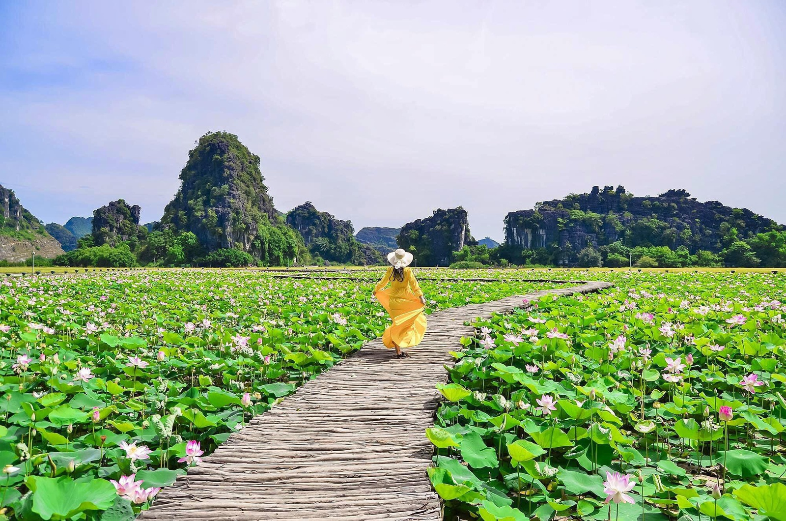 mua-sen-hang-mua-ninh-binh