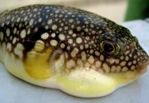 Đi tắm biển, ăn đồ biển, cần tránh xa những loại hải sản và sinh vật biển cực độc có thể gây chết người này Đi tắm biển, ăn đồ biển, cần tránh xa những loại hải sản và sinh vật biển cực độc có thể gây chết người này - Ảnh 1.