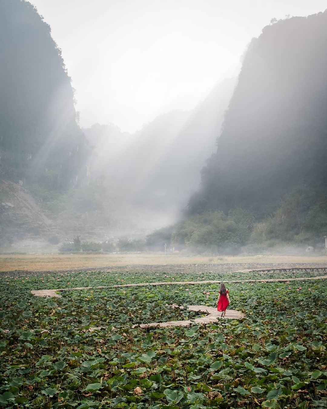 mua-sen-hang-mua-ninh-binh