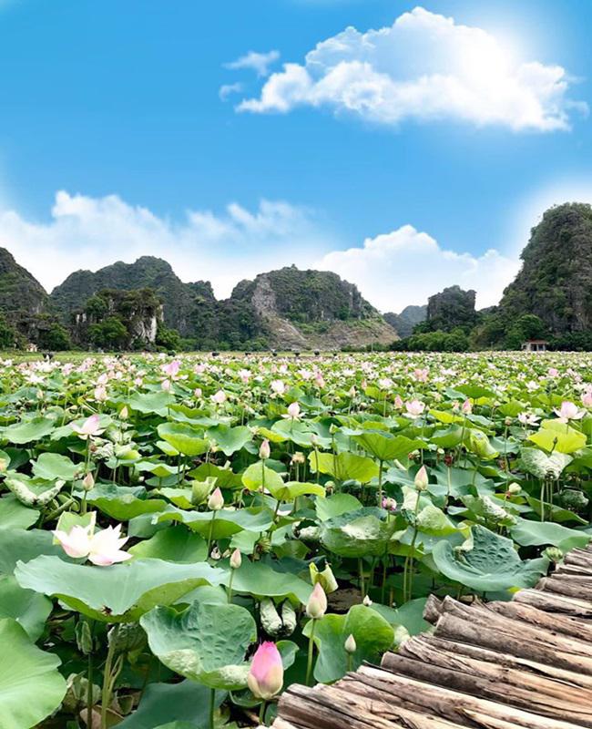 Đầm sen Ninh Bình nở đẹp rực rỡ, chị em lên lịch "bung lụa" cuối tuần - 3