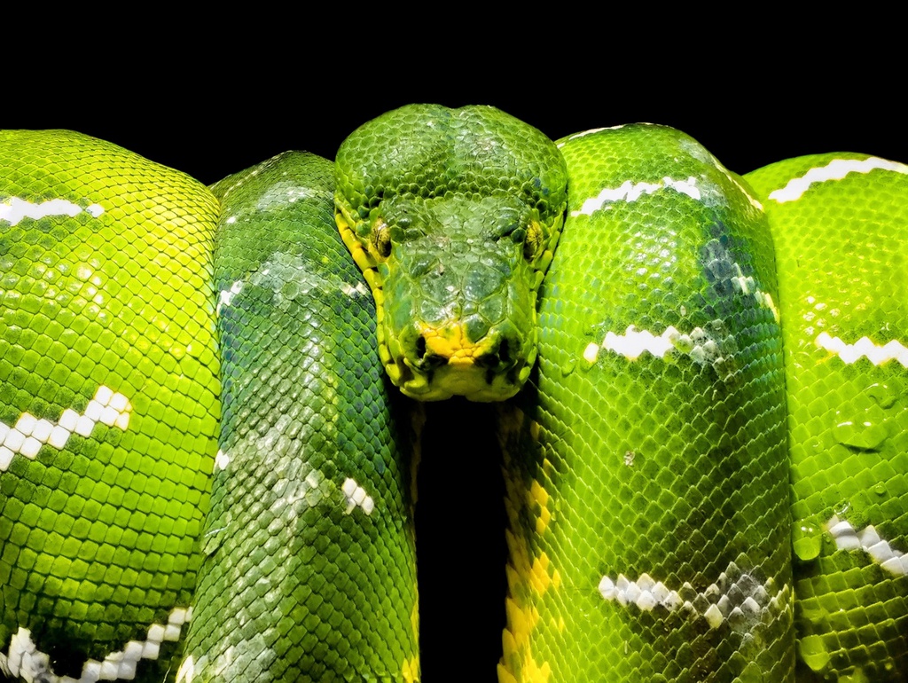 Green 2020 anh 4