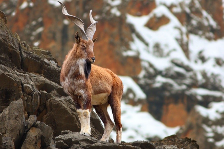 de nui markhor anh 8