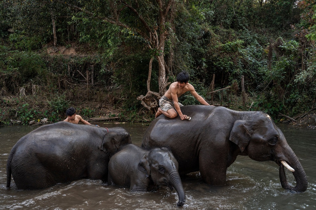 dong vat chiu anh huong cua dai dich anh 2