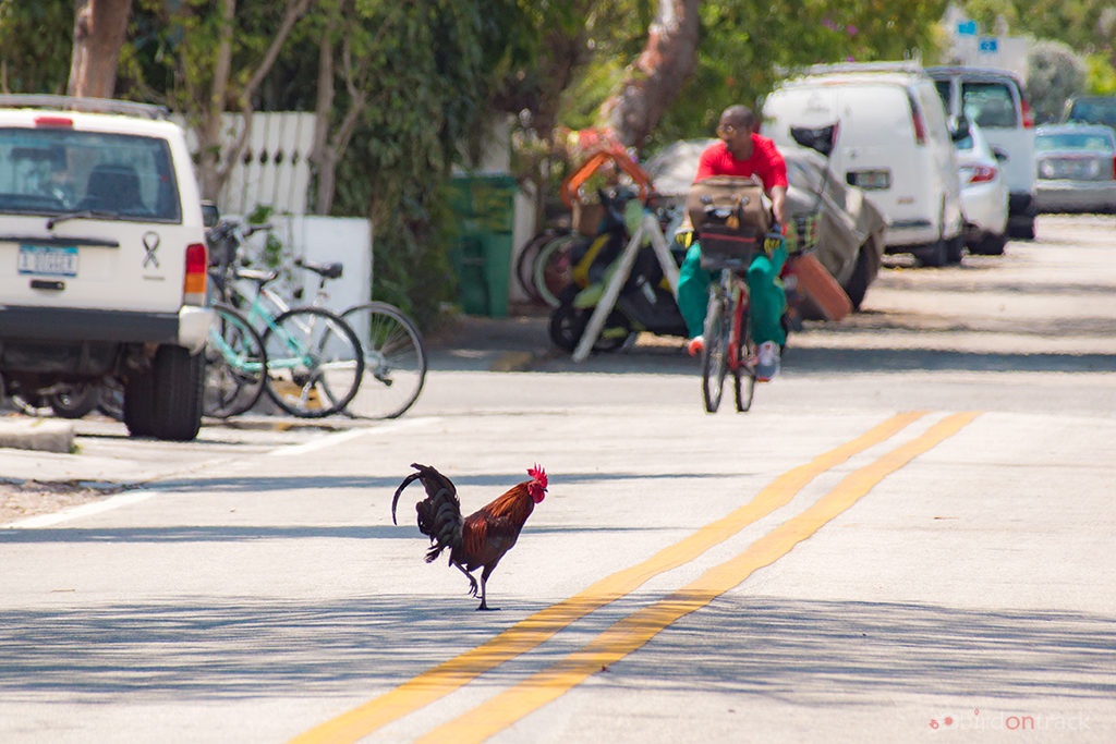 ga hoang o Key West anh 4