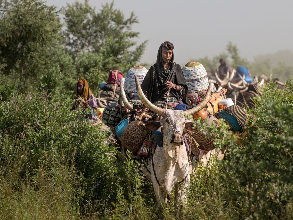 Bo lac Wodaabe anh 1