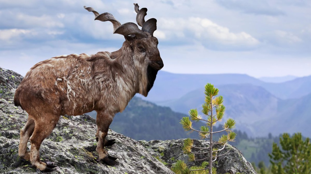 de nui markhor anh 1