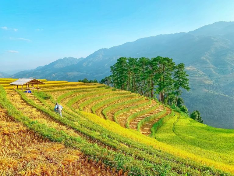 Check-in Tây Bắc mùa lúa chín tại 4 địa điểm nổi tiếng Check-in Tây Bắc mùa lúa chín tại 4 địa điểm nổi tiếng