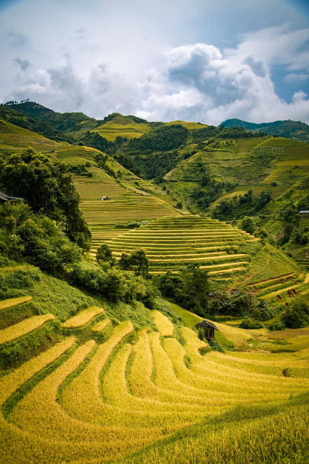 Mu cang chai anh 1