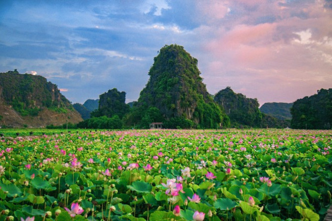 Ngỡ ngàng hồ sen nở rộ giữa Thu ở Hang Múa (Ninh Bình), giới trẻ tha hồ chụp ảnh “sống ảo“ - 2