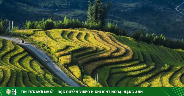 Những điểm ngắm lúa chín vàng đẹp ngất ngây ở phía Bắc