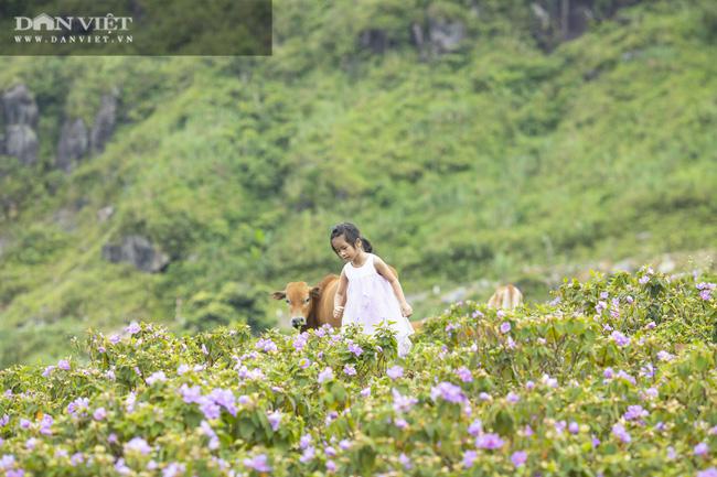 Cao Ly, Bình Liêu - Điểm đến hấp dẫn mùa thu đông - 3