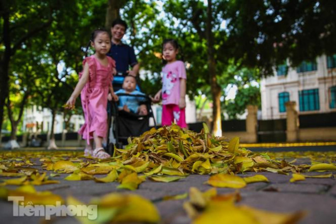 Lá phủ vàng con phố trong tiết trời chuyển sang thu ở Hà Nội - 2