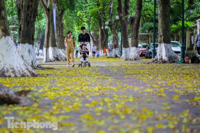 Lá phủ vàng con phố trong tiết trời chuyển sang thu ở Hà Nội - 7