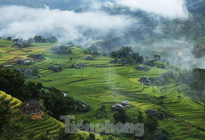 Ngất ngây áng mây bay trên những thửa ruộng bậc thang chín vàng ở Hà Giang - 5