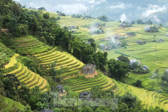 Ngất ngây áng mây bay trên những thửa ruộng bậc thang chín vàng ở Hà Giang - 6