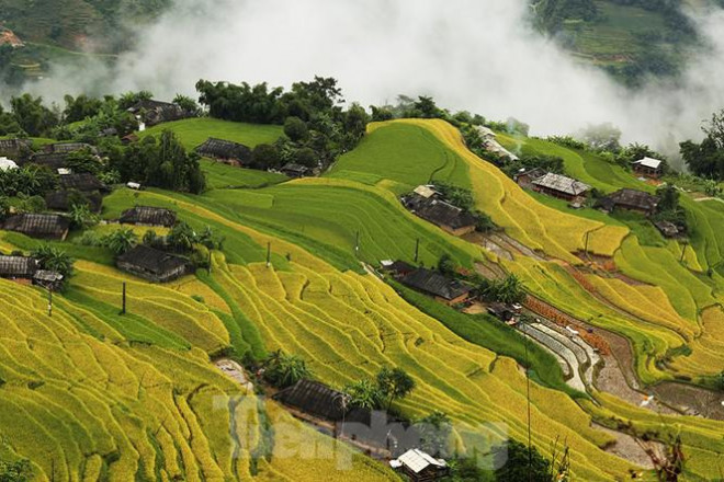 Ngất ngây áng mây bay trên những thửa ruộng bậc thang chín vàng ở Hà Giang - 7